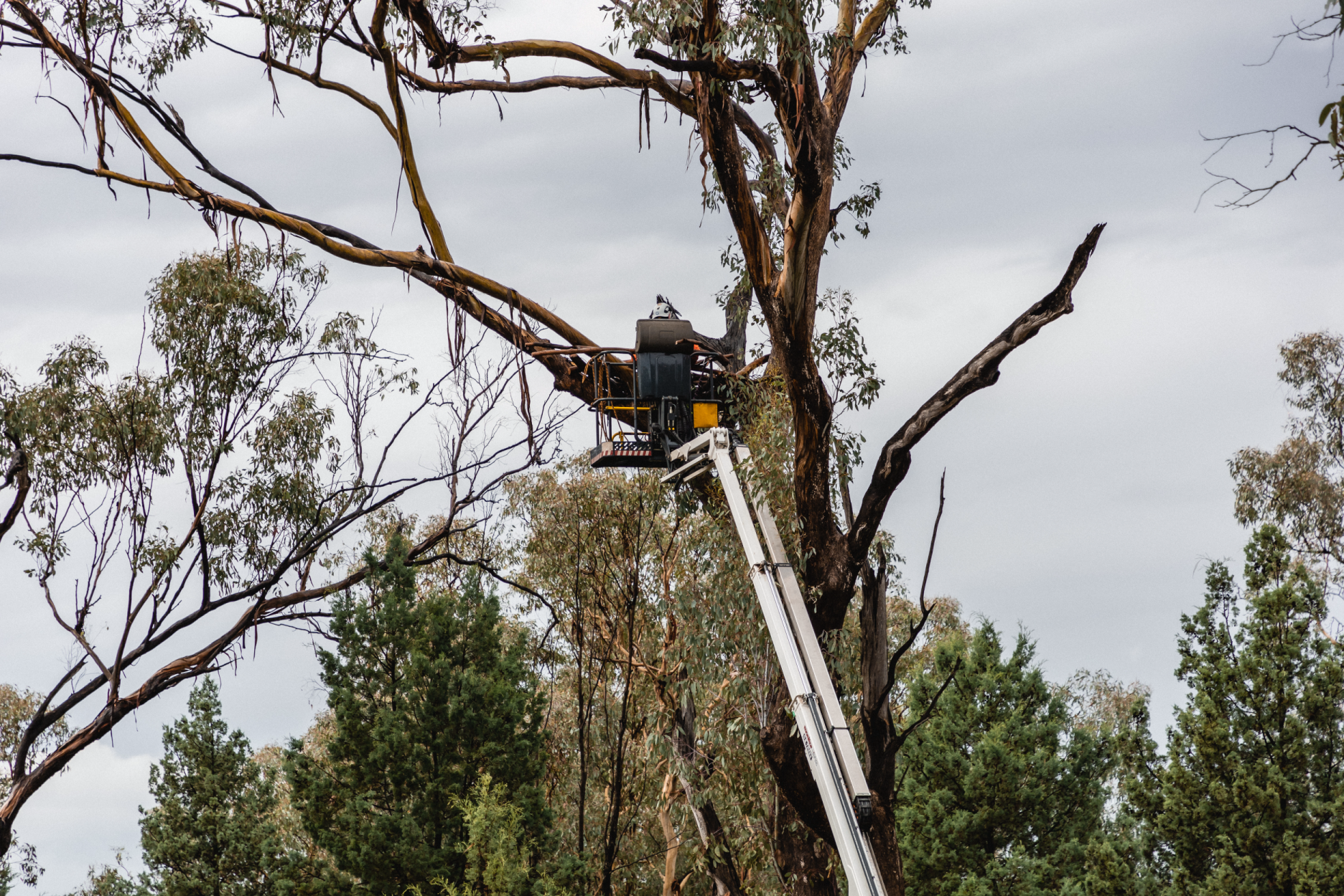 Enhancing Bird and Bat Life at Burrendong Arboretum